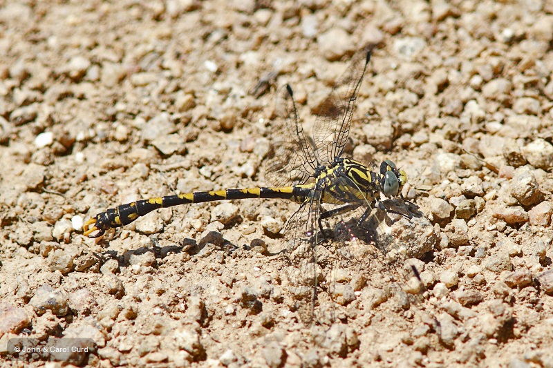 J14_1511 Onychogomphus uncatus.JPG